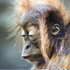 Avatar for pbuscariolli